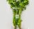 Hydroponics Celery