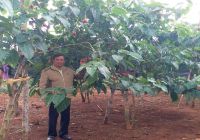 Thao Nguyen - The place that provides super fruit Magic-SHOCK