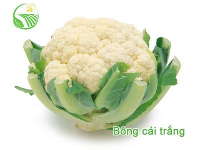 Bông Cải Trắng Bông Cải Trắng