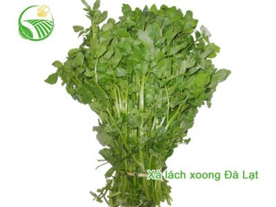 Xà Lách Xoong Đà Lạt Xà Lách Xoong Đà Lạt