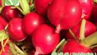 Radish
