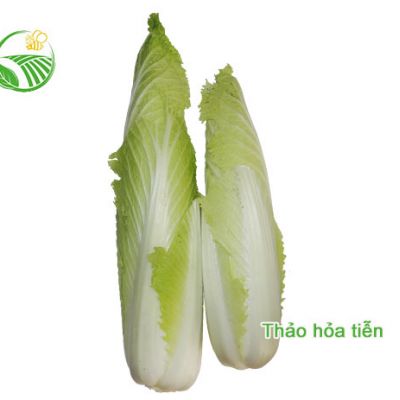 Cải Thảo Hỏa Tiễn