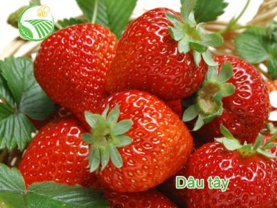 Dâu Tây Đà Lạt Dâu Tây Đà Lạt