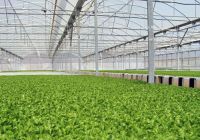 Output Worries For Clean Vegetables, Safe Vegetables