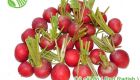 Radish