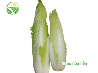 Cải Thảo Hỏa Tiễn Cải Thảo Hỏa Tiễn