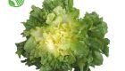 Escarole