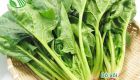 Spinach