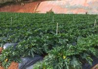 Application Of Science And Technology In Production (P II) - "AUTOMATIC SPRAY Irrigation TECHNOLOGY"