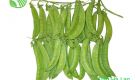 Garden Peas