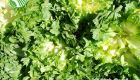Escarole