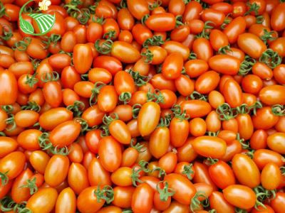 Cà Chua Roseberry Đỏ Cà Chua Roseberry Đỏ