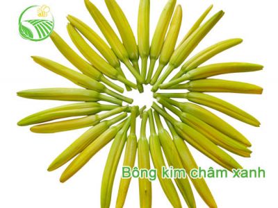 Bông Kim Châm Xanh Bông Kim Châm Xanh