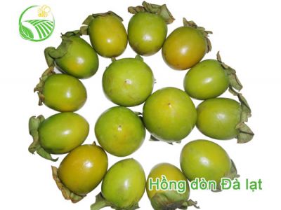 Hồng Dòn Hồng Dòn