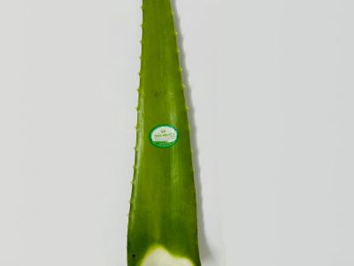 Aloe