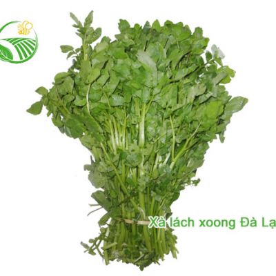 Xà Lách Xoong Đà Lạt