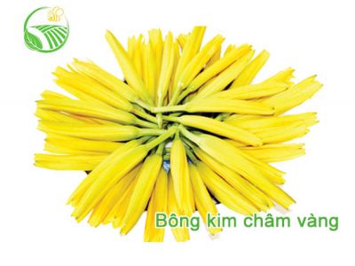 Bông Kim Châm Vàng Bông Kim Châm Vàng