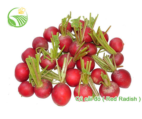 Radish