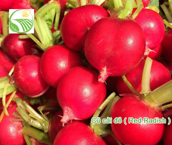 Radish