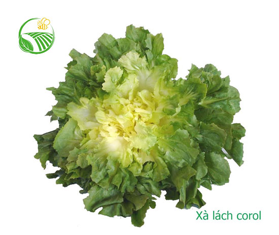 Escarole