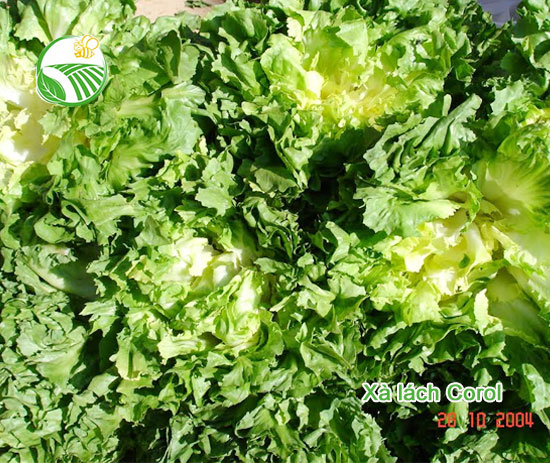 Escarole